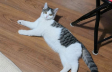 宠物猫免费领养,揭秘宠物猫免费领养背后的真实情况与注意事项